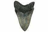 Serrated, Fossil Megalodon Tooth - North Carolina #338558-1